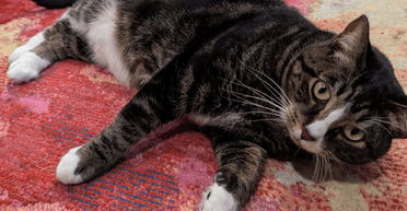 Владелец посадил кота с ожирением на диету, но у того были другие планы (фото)