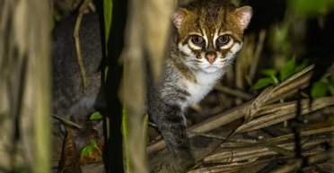 Кішку з плоскою головою, яку не бачили 30 років, виявлено в Таїланді (відео)