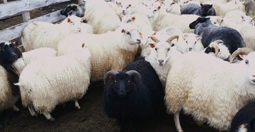 Овцы в проницаемом мире. Аффект Бужанского как проблема отношений власти со СМИ