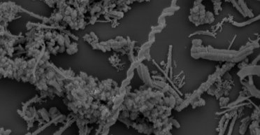 Раскрыт секрет микробов, обитающих в кратерах Красного моря: как им удается выживать