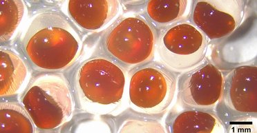 Створено "безсмертний" асфальт: дороги самостійно лікуватимуть тріщини та вибоїни