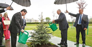 Политика знаков. Как  посадить дерево в символическом поле