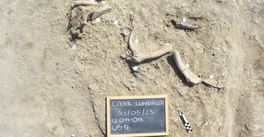 Древние люди разделывали 12-тонных слонов орудиями, размером с перочинный ножик (фото)