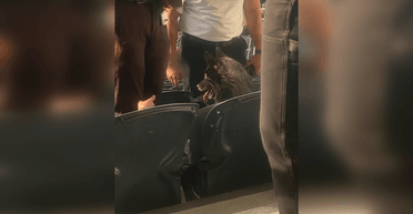 "Підлітковий бунт": собака втік з дому й пробрався на концерт гурту Metallica