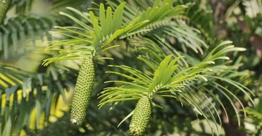 Застигло в часі на 66 млн років. Таємницю "живого викопного" дерева нарешті розкрито (фото)