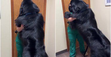 Особлива порода: жінка каже, що люди постійно плутають її пса з ведмедем (фото)