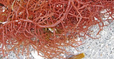 Як не померти від голоду після ядерної війни: знайдено рослину, здатну пережити ядерну зиму