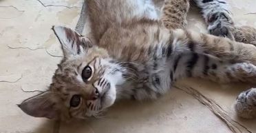 Жінка хотіла погладити бродячого "кота", а потім усвідомила, що це таке насправді (фото)