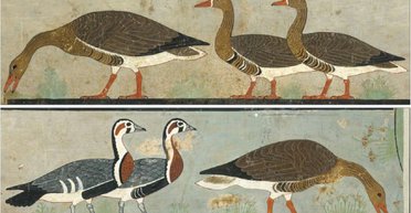 Ученые идентифицировали вымерший вид гуся по картине, нарисованной в древнеегипетской гробнице