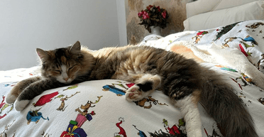 Женщина накормила бездомную кошку, а потом та принесла ей "сюрприз" (фото, видео)