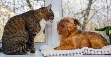 Жінка зняла на камеру, як її хитрий кіт заради розваги взяв собаку в "заручники" (відео)