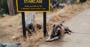 "Не можу його залишити": пса знайшли прив'язаним у парку зі зворушливою запискою (фото)