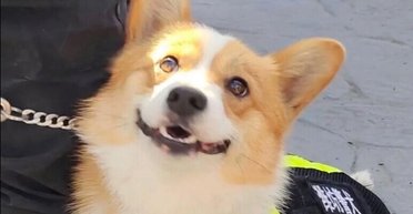 Ворует колбасу и находит взрывчатку: СМИ рассказали, как работает первый корги-полицейский в Китае (фото)