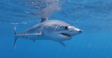 Акули заговорили: вчені вперше зафіксували моторошні звуки, які відтворюють хижаки (відео)