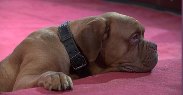 Очень надоело вранье. Чего я жду от 2018 года