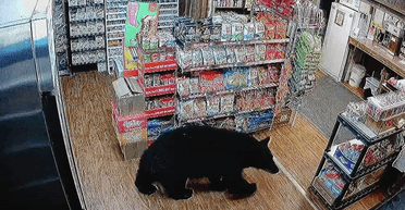 Зголоднів: ведмідь зайшов у магазин і вкрав пакет із жувальними ведмедиками (відео)