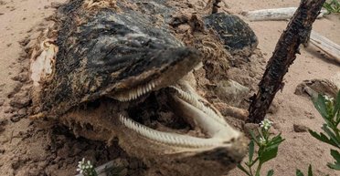 Монстр із глибин: жінка помітила викинуте на берег морське "чудовисько" (фото)