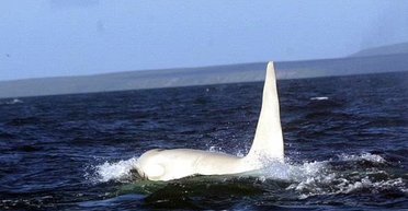 Панда-альбінос і косатка "Біла смерть": рідкісні тварини, народжені без знакового забарвлення (фото)