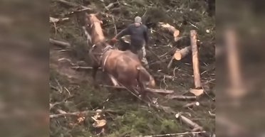 Не мог пошевелиться: в Буковеле издевались над лошадью, которая расчищала лес под коттеджи (видео)