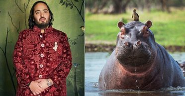 Самый богатый человек Индии хочет спасти "кокаиновых" бегемотов Эскобара