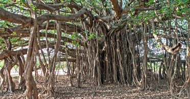 Не тільки в книгах Толкіна. Учені кажуть, що дерева можуть ходити, але не всі
