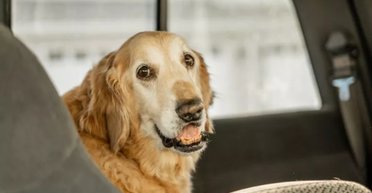 "Це розтопило моє серце": пара проїхала 7000 км, щоб забрати собаку додому (відео)