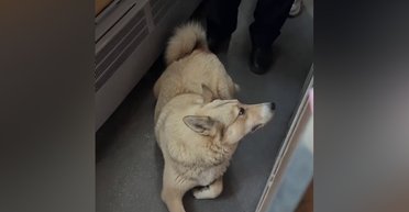 За 35 км від дому: з поїзда "Укрзалізниці" висадили собаку, який зайшов у вагон (відео)