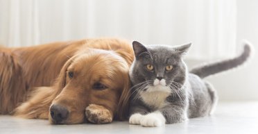 Кошки против собак. Ученые пытаются выяснить, какое животное самое умное