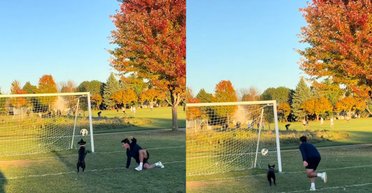 Хозяева взяли собаку на футбольное поле и узнали о ее скрытом таланте (видео)