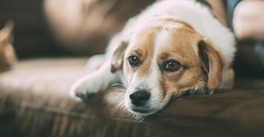 Ученые выяснили, что собаки как и люди могут испытывать беспокойство