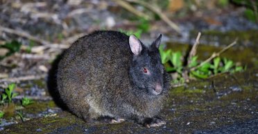 Назван самый необычный кролик в мире: живое ископаемое готического вида (видео)
