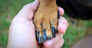 Убийство собаки в Гостомеле: в супермаркете заявили, что животное было агрессивным (видео)