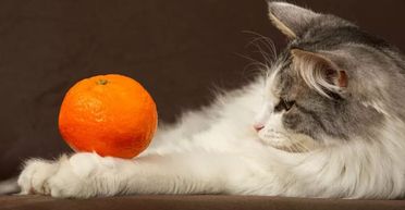 Бояться, як чорт ладану: чому коти ненавидять апельсинову шкірку