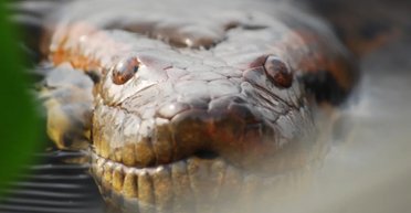 12 млн років тому щось змусило анаконд стати величезними: вони так і не змогли зменшитися