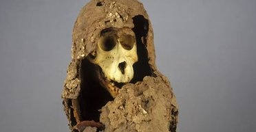 ДНК бабуїнів розкрило розташування стародавнього міста, якого немає на жодній карті