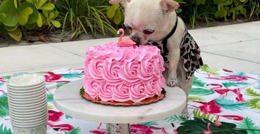 Софія Вергара і Джо Манганьєлло не можуть поділити собаку (фото)