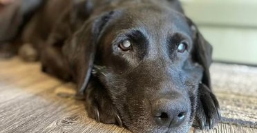 Зворушливий момент: дрон допоміг возз'єднатися господареві зі зниклим сліпим собакою (відео)