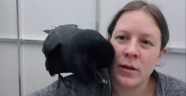 Дивовижний трюк: ручний ворон вразив усіх своїм "людським" голосом (відео)