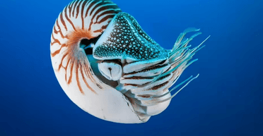 У Тихому океані зняли істоту з часів динозаврів: вона не змінюється вже 245 млн років (відео)