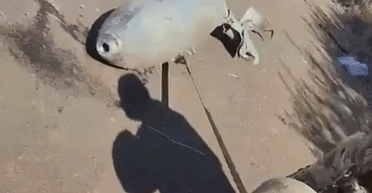 Нацгвардійці показали, якими бомбами окупанти закидають цивільних на Запоріжжі (відео)