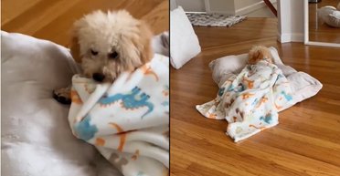 Ніхто не вчив: дівчина показала, як її цуценя загортається в ковдру і засинає (відео)