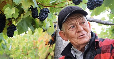 На берегах Боржавы. Истории закарпатского виноделия