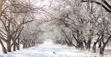 Сильные морозы и гололедица: синоптик рассказала о погоде в начале следующей недели (фото)