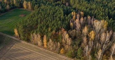 Растительное разнообразие по всей Европе резко сократилось: всему виной Черная смерть