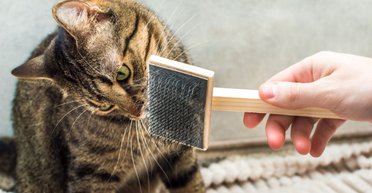 Ученые рассказали, почему кошки и собаки линяют