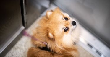 "Ще такого не бачили": собака навчився самостійно їздити у ліфті (відео)