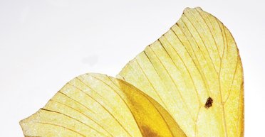 Крылья бабочки. Судьбы и истории борьбы детей с необычным недугом