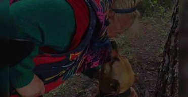 "Прости меня": в Волчанске женщина разлучилась с любимой собакой из-за эвакуации (видео)