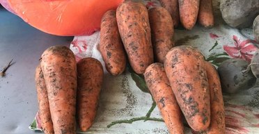 В Украине резко дорожает морковь: что стало причиной