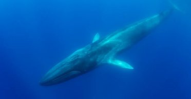 45 000 китів було знищено: попри глобальну заборону люди все ще винищують гігантів